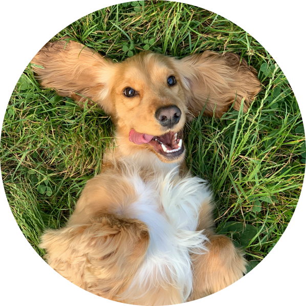 Laimīgs suns zālē